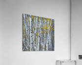 Intricate Acrylic Print