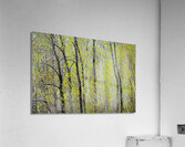 Burgeoning Acrylic Print