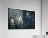 Glimpse Acrylic Print