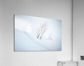 Symphony Acrylic Print