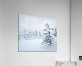 Winterportrait Acrylic Print
