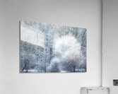 Harmony Acrylic Print