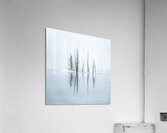 Complementary Acrylic Print