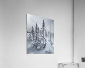 Spolight Acrylic Print