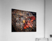 Tangled Acrylic Print