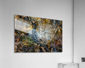 Evidence Acrylic Print