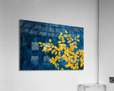 Vertigo Acrylic Print