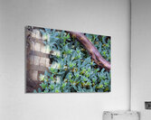 Elements Acrylic Print