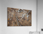 Drifting Acrylic Print