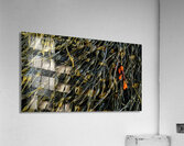 Crimson Acrylic Print