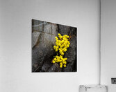 Anomaly Acrylic Print