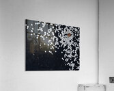 Falling Acrylic Print