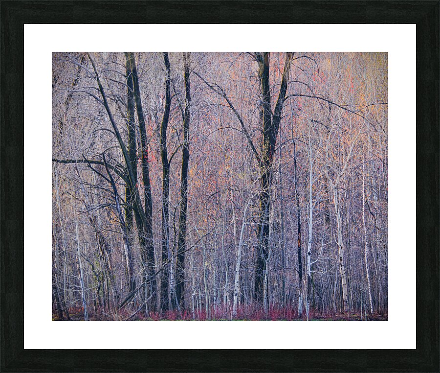 Lethargic Picture Frame print