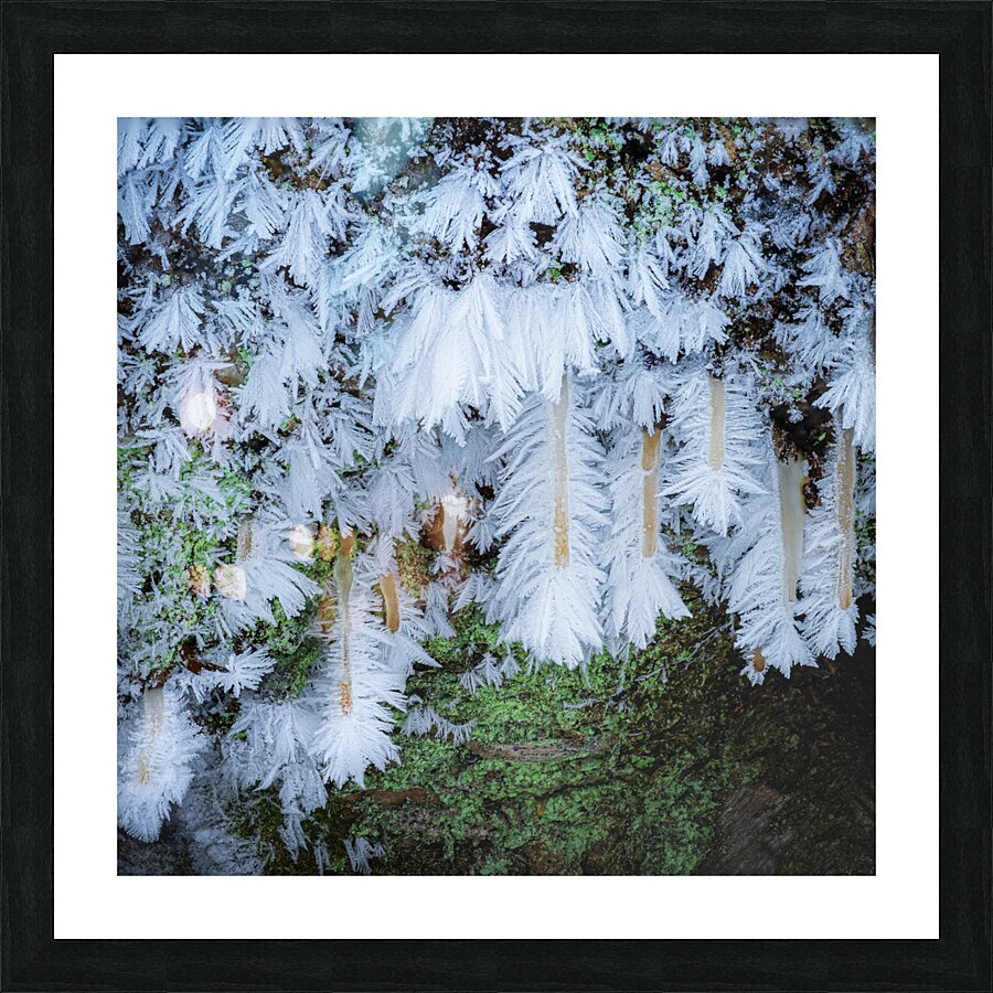 Delicate Picture Frame print