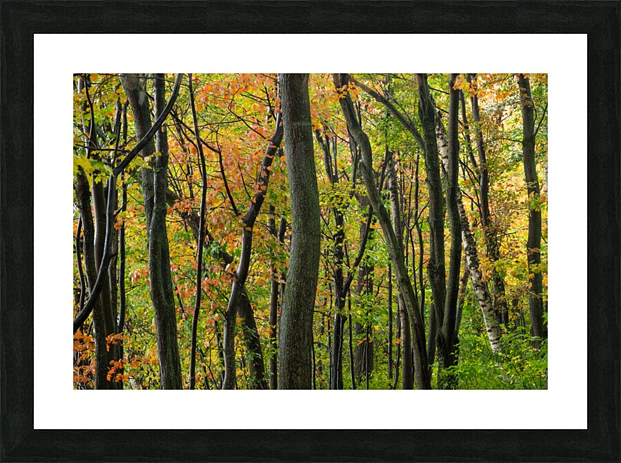Autumnal Picture Frame print