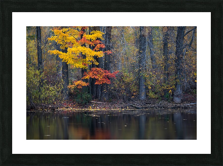 Vibrance Picture Frame print