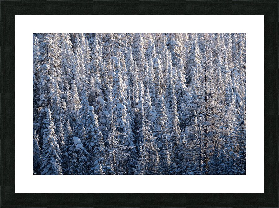 Spotting Picture Frame print