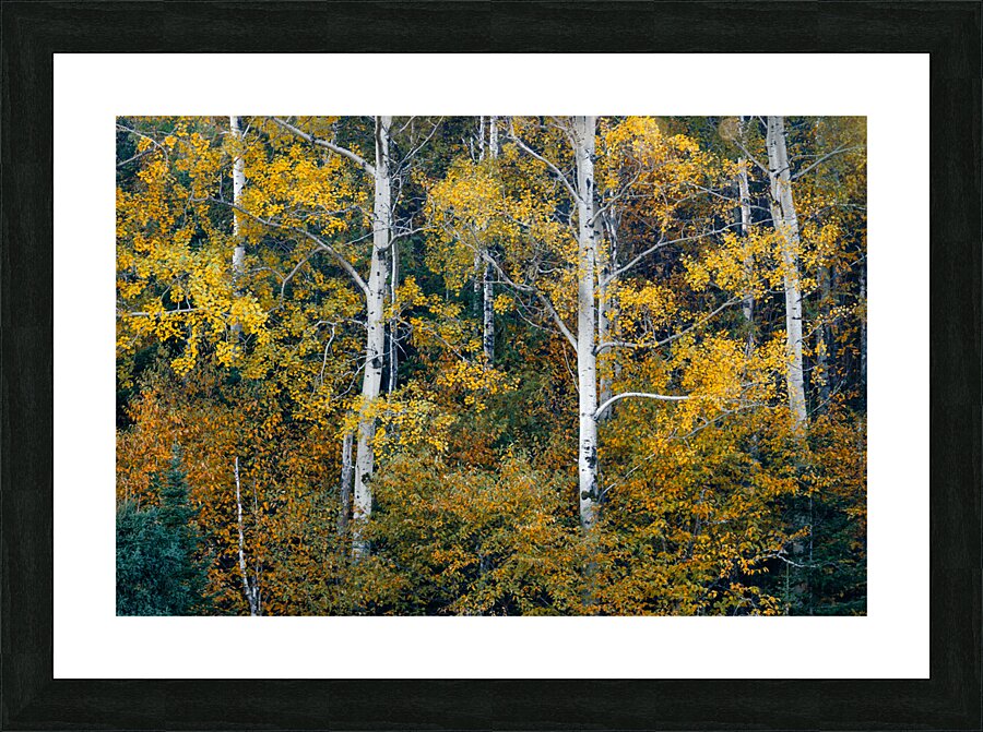 Attraction Picture Frame print