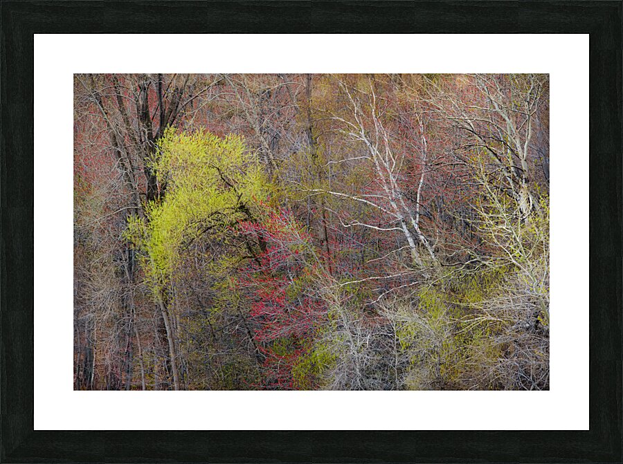 Emergence Picture Frame print