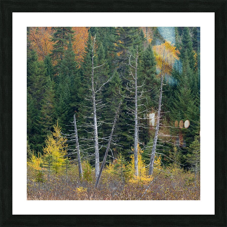 Framed Picture Frame print