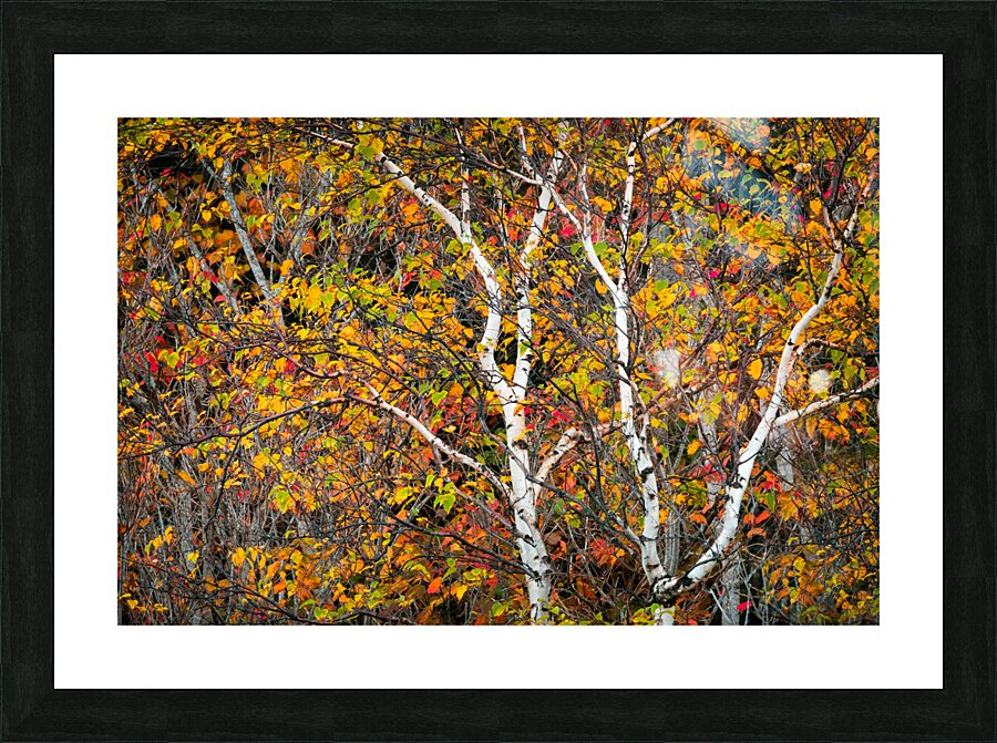 Distinctive Picture Frame print