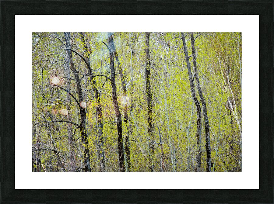Burgeoning Picture Frame print