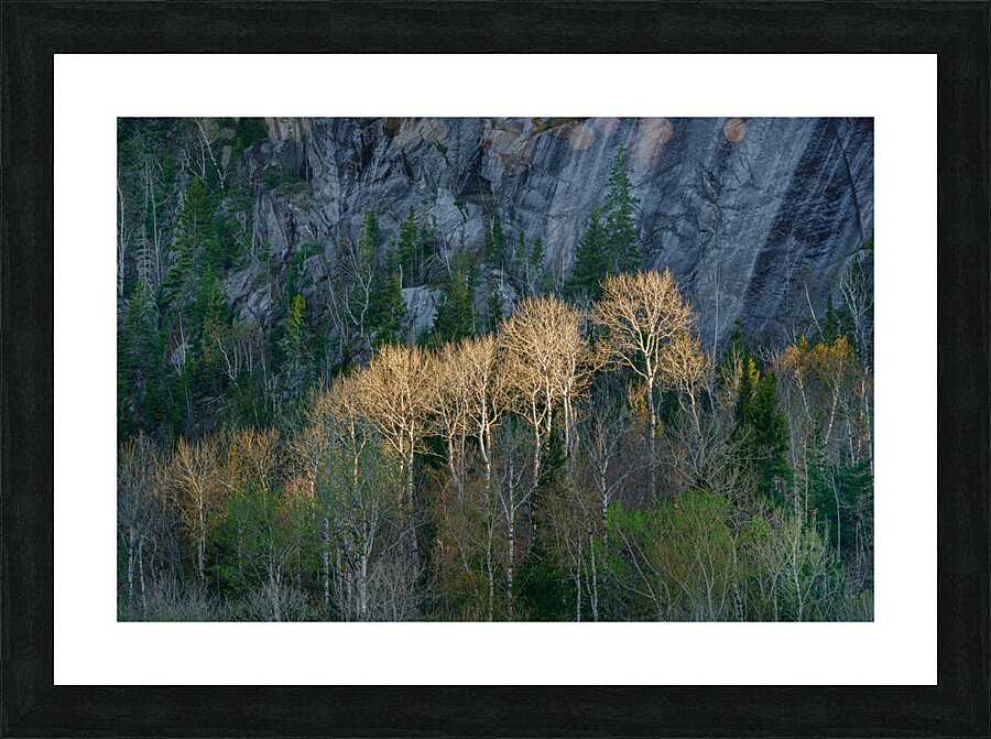 Enlighten Picture Frame print