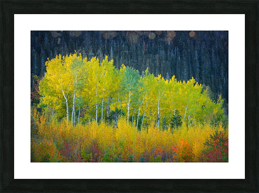 Transient Picture Frame print