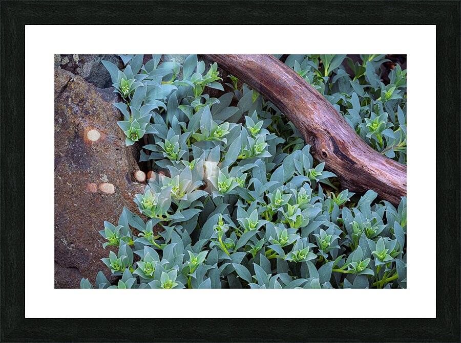 Elements Picture Frame print