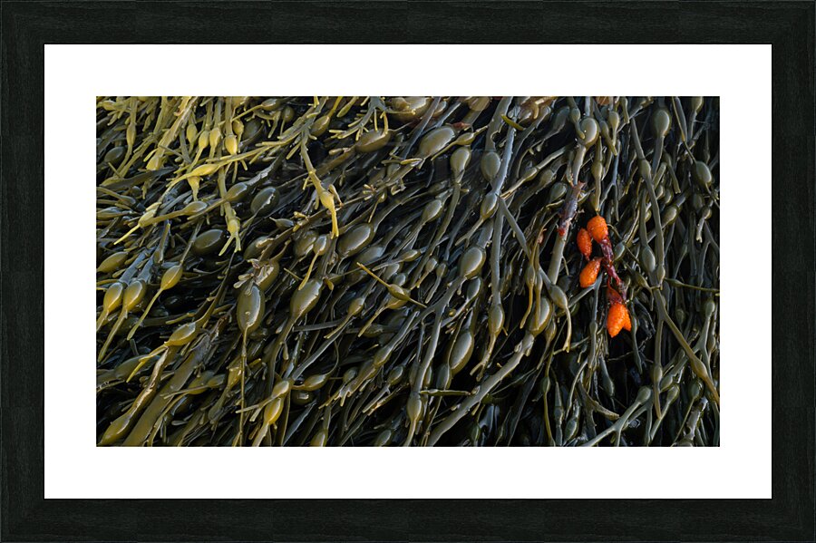 Crimson Picture Frame print
