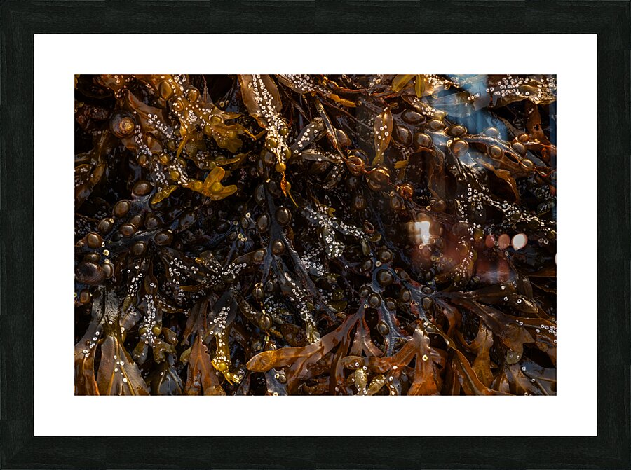 Tidal Zone Picture Frame print
