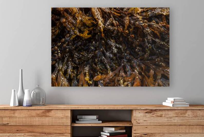 Tidal Zone by Ken Fallu
