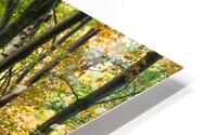 Autumnal HD Metal print