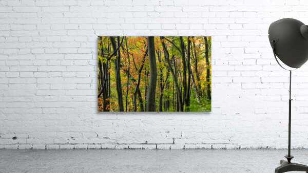 Autumnal Wall Preview