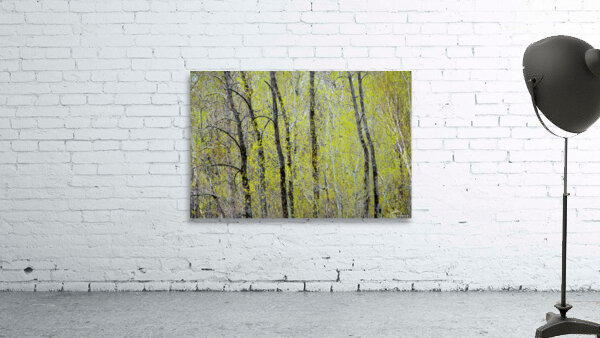 Burgeoning Wall Preview