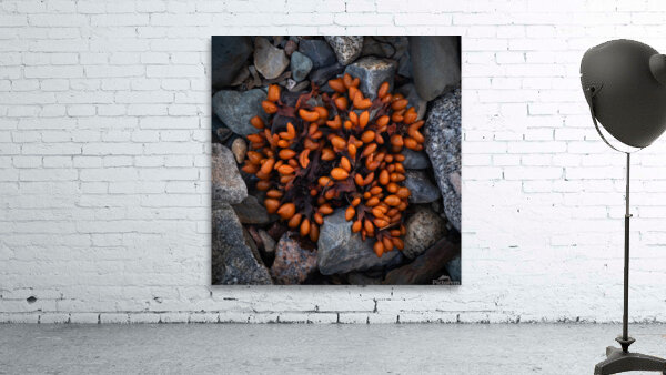 Explosion Wall Preview