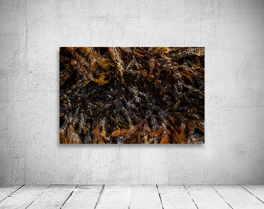 Tidal Zone Wall Preview