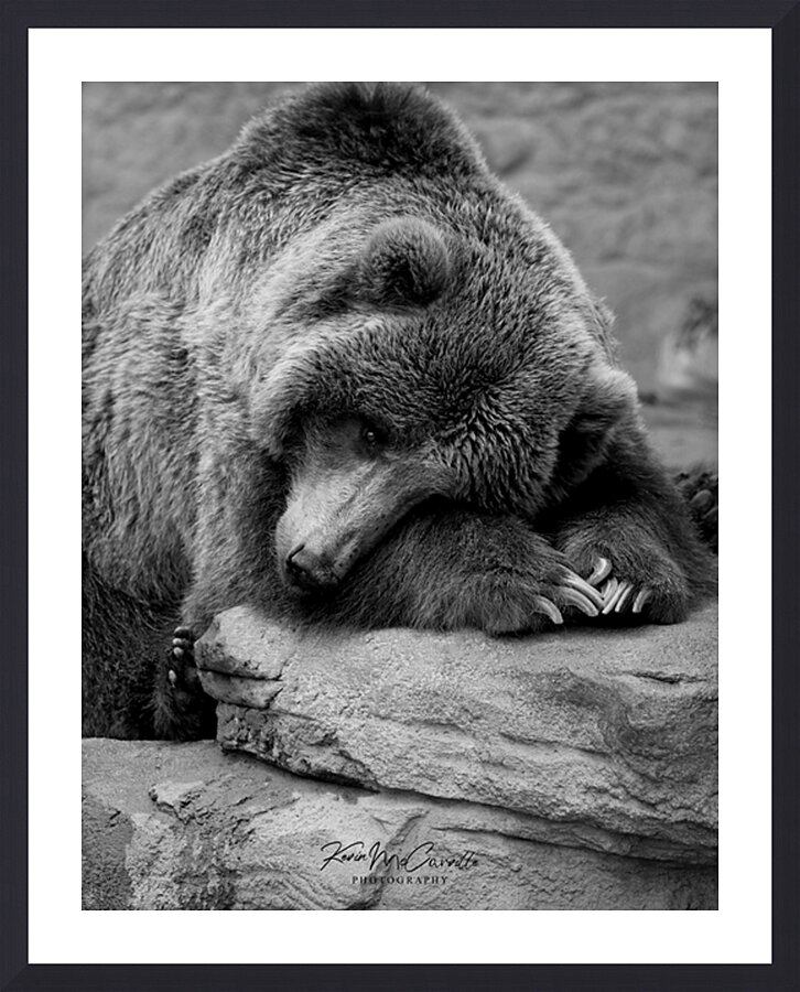 Tired Bear Picture Frame print