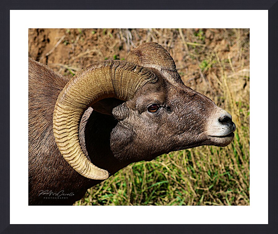 Big Horn Greeting Picture Frame print