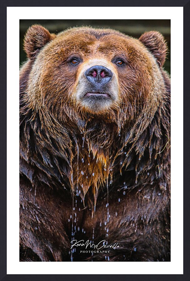 Bear Bath Picture Frame print