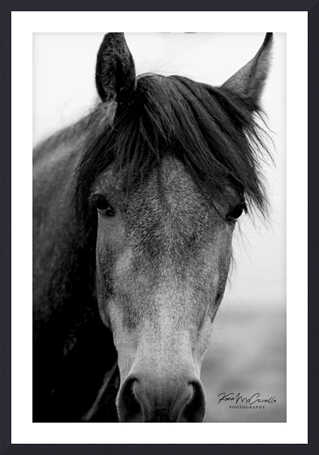 Hello Horse Picture Frame print