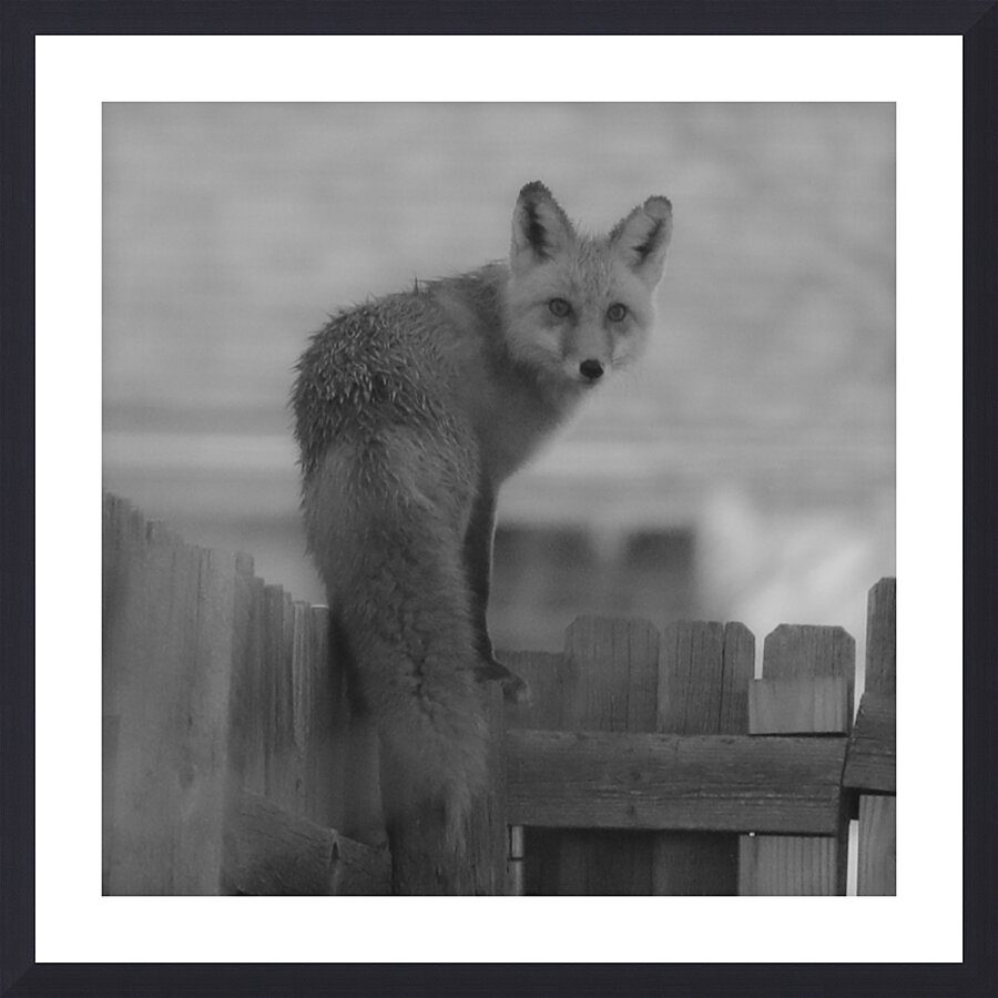 Fox on the Run Picture Frame print