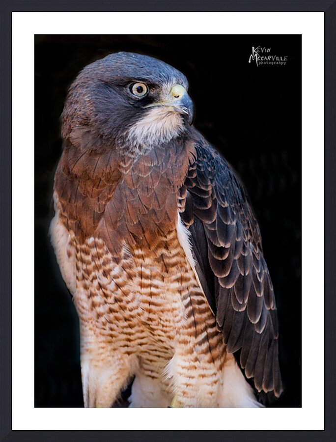 Falcon Picture Frame print