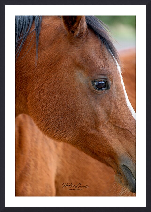 Horse Picture Frame print