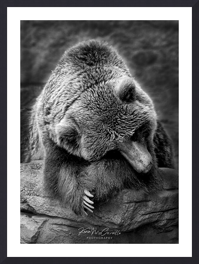 Bashful Bear Picture Frame print