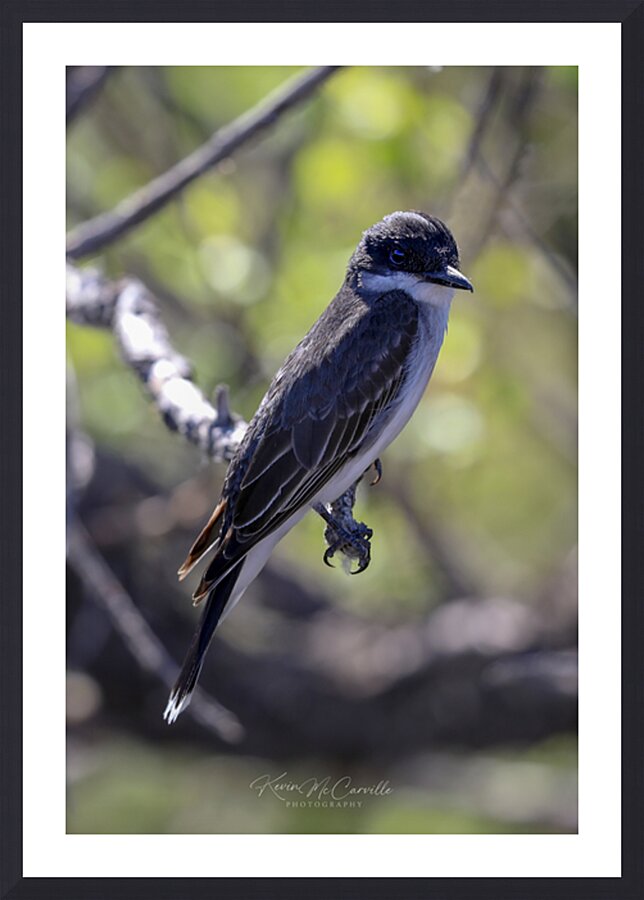 Pretty Bird Picture Frame print