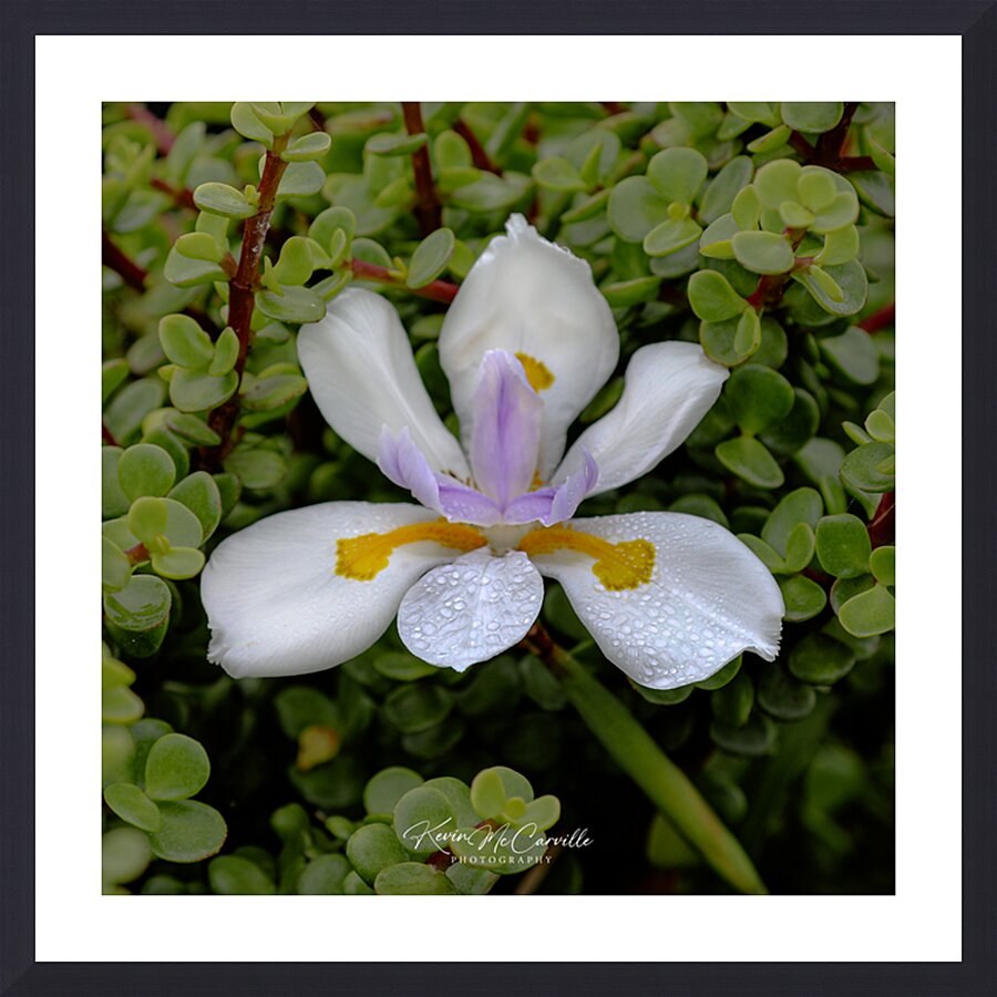 White African Iris Picture Frame print