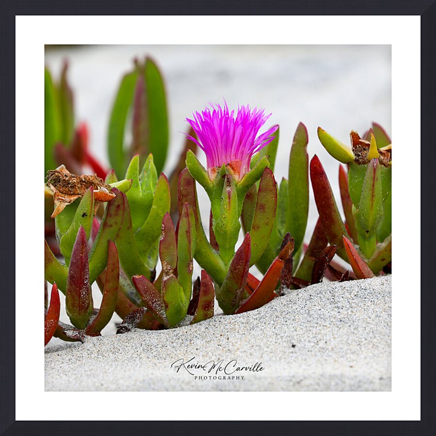  Carpobrotus edulis Picture Frame print