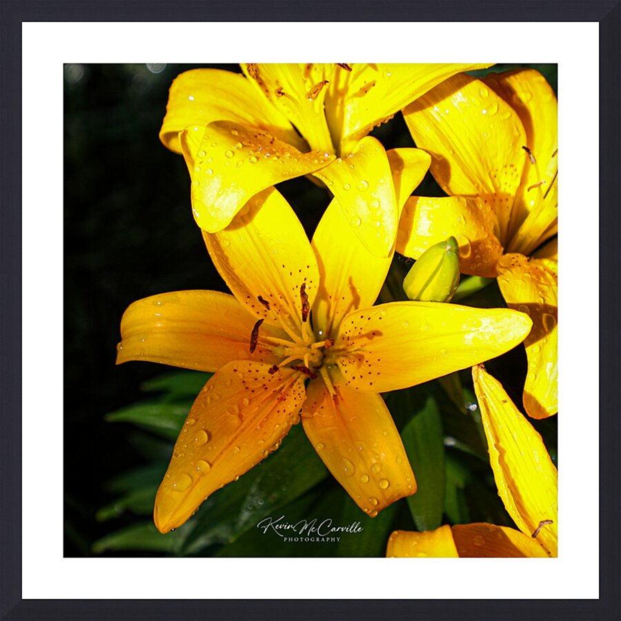 Lily Picture Frame print