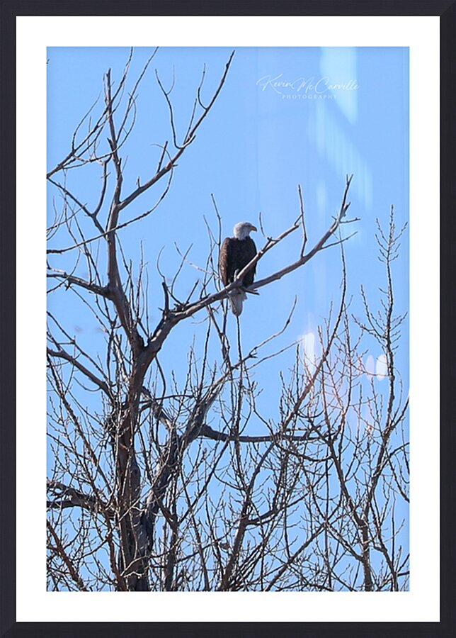 Bald Eagle Watch Picture Frame print